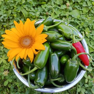 Jalapeño